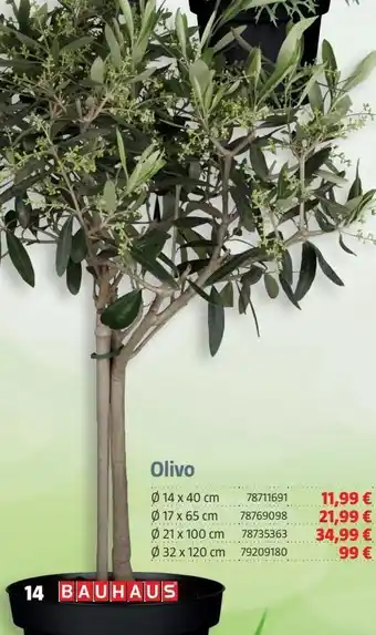 Bauhaus Plantas de olivo oferta