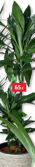 Bauhaus Plantas oferta