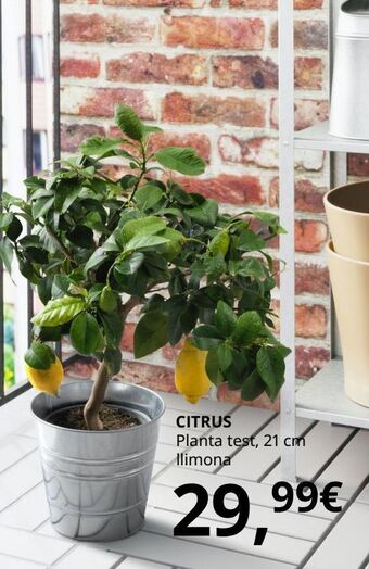 IKEA Plantas oferta