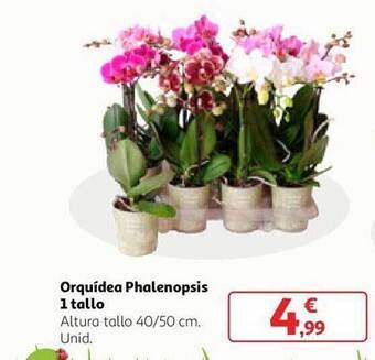Alcampo Orquídea phalenopsis 1 tallo oferta
