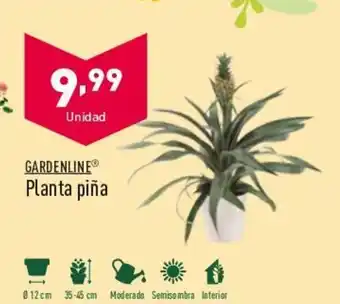 ALDI Planta Piña oferta