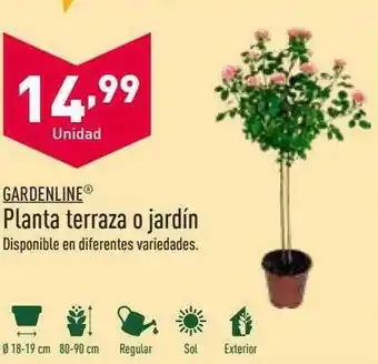 ALDI Gardenline planta terraza o jardín oferta