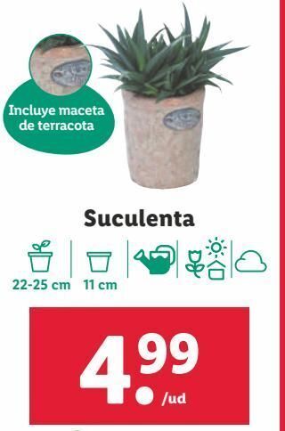 Lidl Plantas oferta