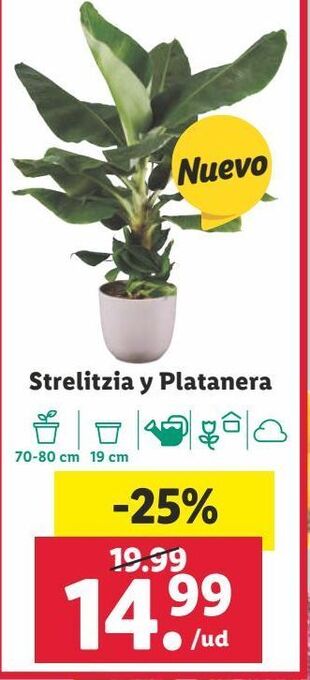 Lidl Plantas oferta