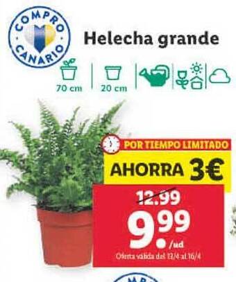 Lidl Helecha grande oferta