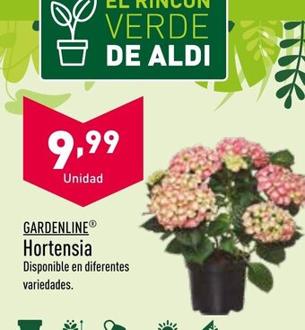 ALDI Gardenline Hortensia oferta