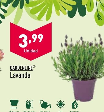ALDI Gardenline Lavanda oferta