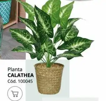 Conforama Planta calathea oferta