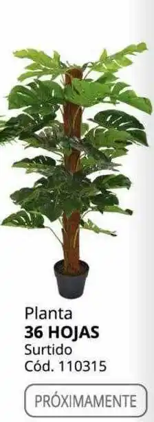 Conforama Planta 36 hojas surtido oferta