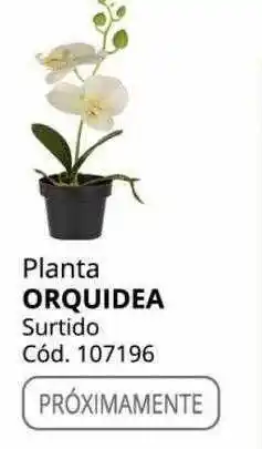 Conforama Planta orquidea surtido oferta