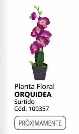 Conforama Planta floral orquidea surtido oferta