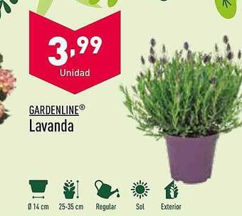ALDI Gardenline lavanda oferta