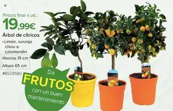 Costco Àrbol de cítricos oferta