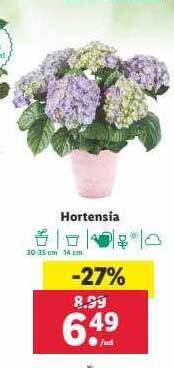 Lidl Hortensia oferta