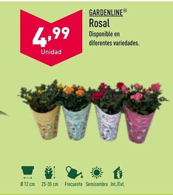 ALDI Gardenline Rosal oferta
