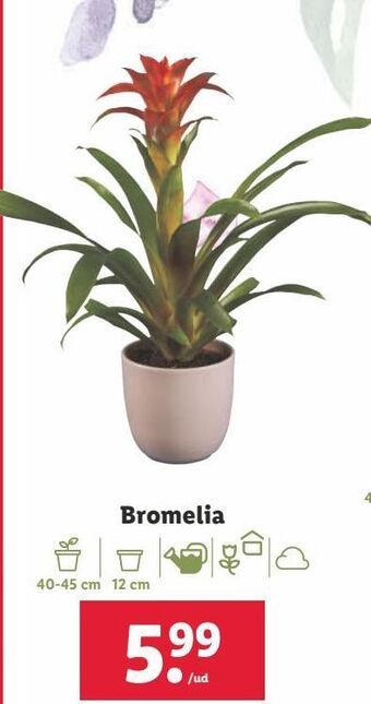 Lidl Plantas oferta