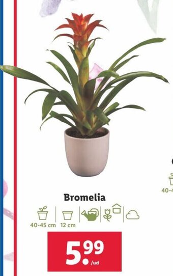 Lidl Bromelia oferta