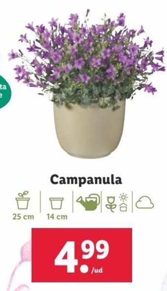 Lidl Campanula oferta