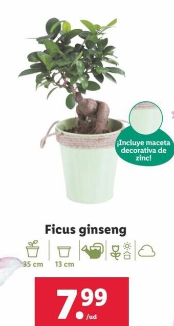 Lidl Ficus Ginseng oferta
