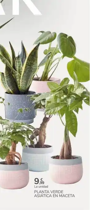 Carrefour Planta Verde Asiática En Maceta oferta