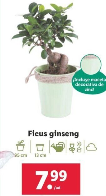 Lidl Ficus Ginseng oferta