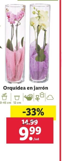 Lidl Orquídea En Jarrón oferta
