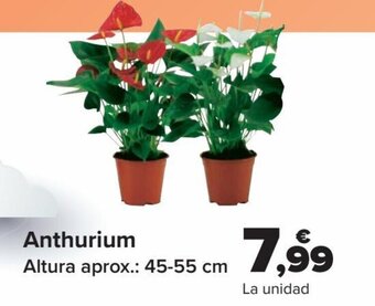 Carrefour Anthurium oferta