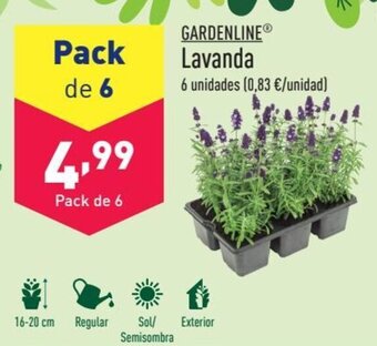 ALDI Lavanda oferta