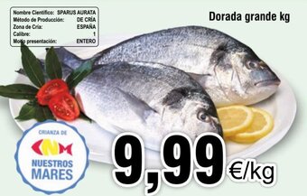 FROIZ Dorada grande kg oferta