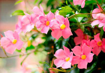 Jardiland Dipladènia oferta