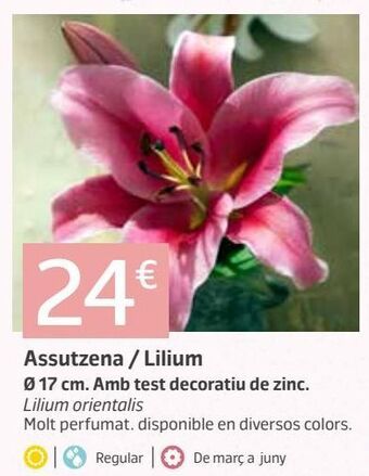 Jardiland Plantas con flor oferta