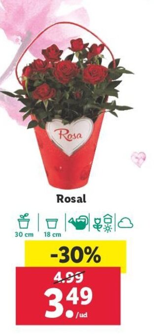Lidl Rosal oferta