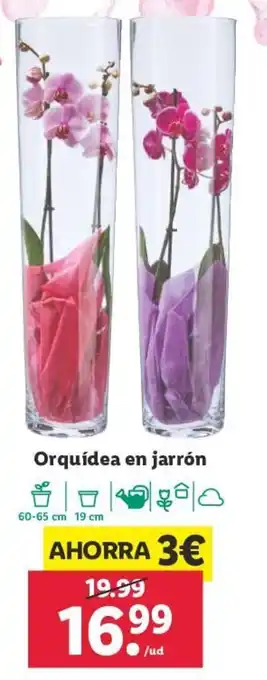 Lidl Orquídea en jarrón oferta