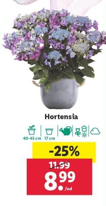 Lidl Hortensia oferta