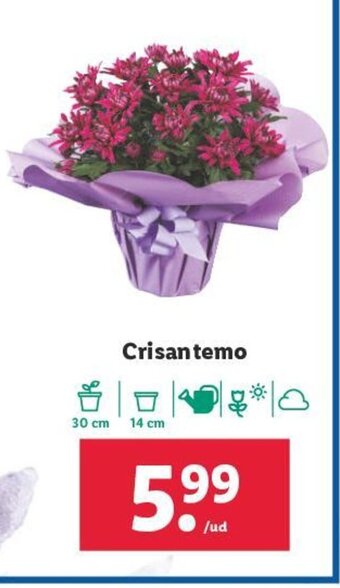 Lidl Crisantemo oferta