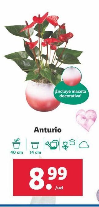 Lidl Plantas oferta