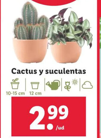 Lidl Cactus y suculentas oferta