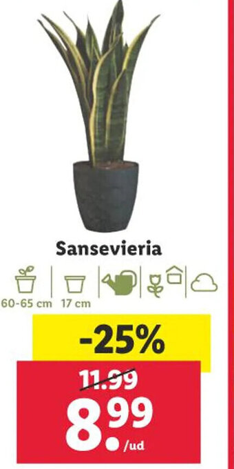 Lidl Sansevieria oferta
