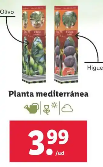 Lidl Planta mediterránea oferta