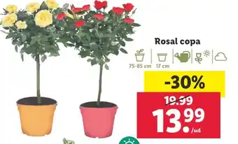 Lidl Rosal copa oferta