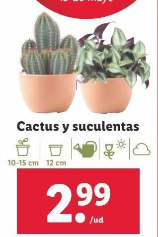 Lidl Cactus oferta