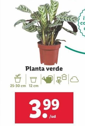 Lidl Plantas oferta