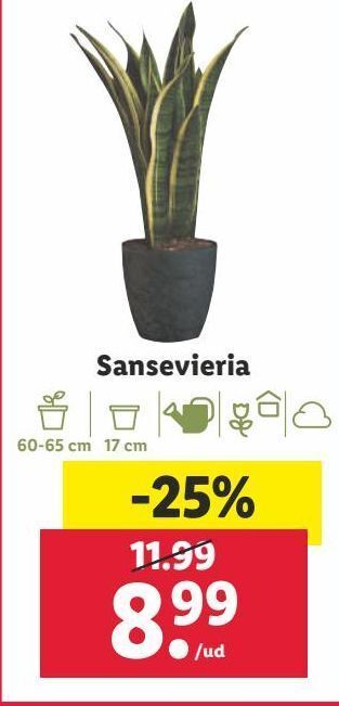 Lidl Plantas oferta