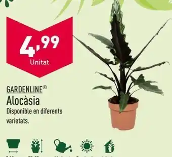 ALDI Alocasia gardenline oferta