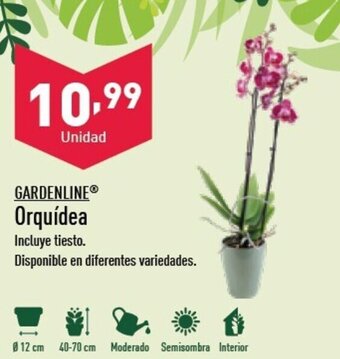 ALDI GARDENLINE® Orquídea oferta