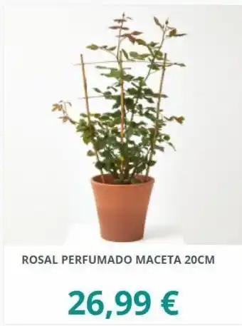 Verdecora Rosal perfumado maceta 20cm 26,99 € oferta
