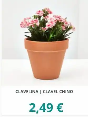 Verdecora Claveles oferta