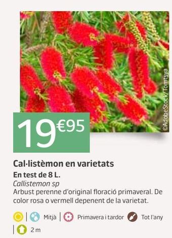 Jardiland Plantas oferta