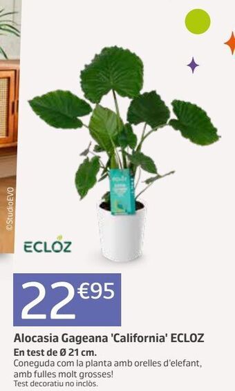 Jardiland Plantas oferta
