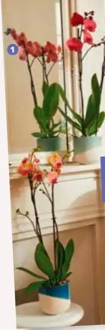 Jardiland Orquídeas oferta